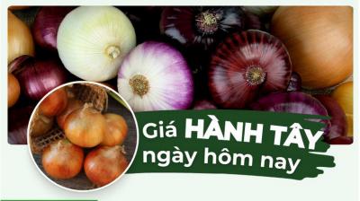 Hành tây bao nhiêu 1kg? Giá hành tây hôm nay