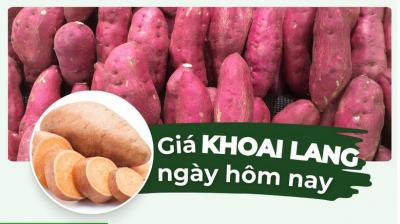 Khoai lang bao nhiêu 1kg? Giá khoai lang hôm nay