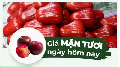 Mận bao nhiêu 1kg? Giá mận hôm nay