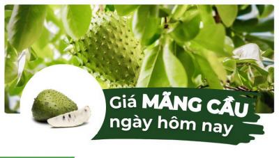 Mãng cầu bao nhiêu 1kg? Giá mãng cầu hôm nay