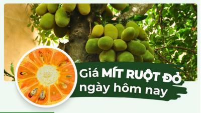 Mít ruột đỏ giá bao nhiêu 1kg? Giá mít ruột đỏ hôm nay