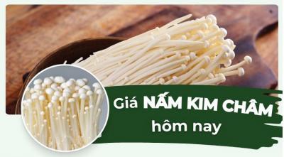 Nấm kim châm giá bao nhiêu? Cập nhật giá nấm kim châm mới nhất