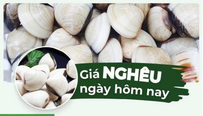 Nghêu bao nhiêu 1kg? Cập nhật giá nghêu hôm nay