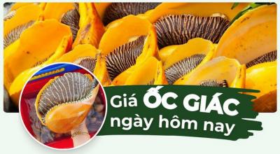 Ốc giác bao nhiêu 1kg? Giá ốc giác mới nhất