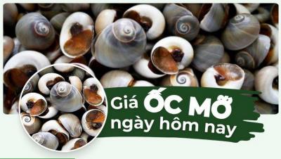 Ốc mỡ bao nhiêu tiền 1kg? Cập nhật giá ốc mỡ mới nhất