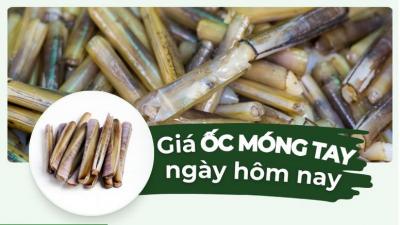 Ốc móng tay bao nhiêu 1kg? Cập nhật giá ốc móng tay các loại hôm nay