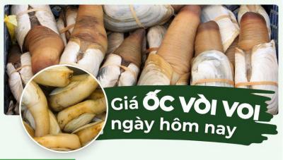 Ốc vòi voi bao nhiêu tiền 1kg? Giá ốc vòi voi mới nhất