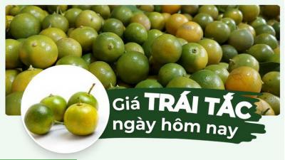Tắc bao nhiêu 1kg? Giá trái tắc hôm nay