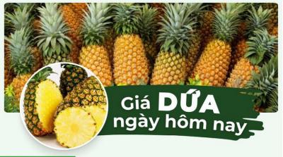 Thơm bao nhiêu 1kg? Giá dứa hôm nay