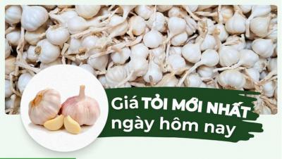 Tỏi bao nhiêu 1kg? Giá tỏi hôm nay