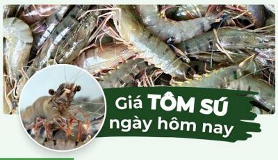 Tôm sú bao nhiêu 1kg? Bảng giá tôm sú hôm nay