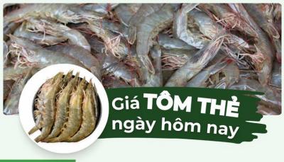 Tôm thẻ bao nhiêu 1kg? Giá tôm thẻ hôm nay