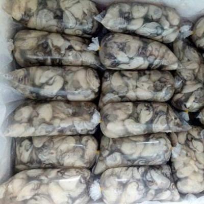 Chuyên Bán Sỉ Ruột Hàu Sữa Tươi Ngon, Giá Tốt