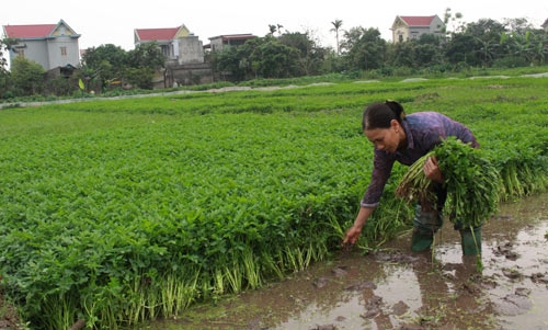 Tăng thu nhập nhờ trồng rau cần trái vụ