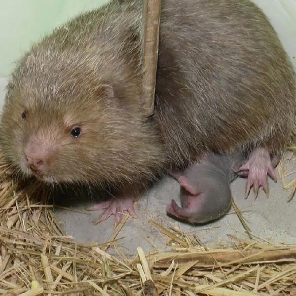 Bảng báo giá dúi tại Hà Nội 2