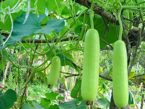 8 công dụng của quả bầu trong làm đẹp và sức khỏe