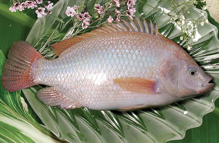 Điều gì xảy ra khi ăn CÁ DIÊU HỒNG?