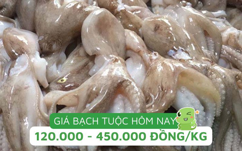 Cập nhật giá bạch tuộc mới nhất theo loại và thị trường