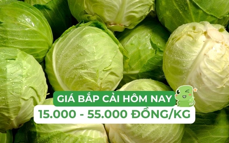 Giá bắp cải hôm nay dao động từ 15.000 đến 55.000 đồng/kg tùy loại
