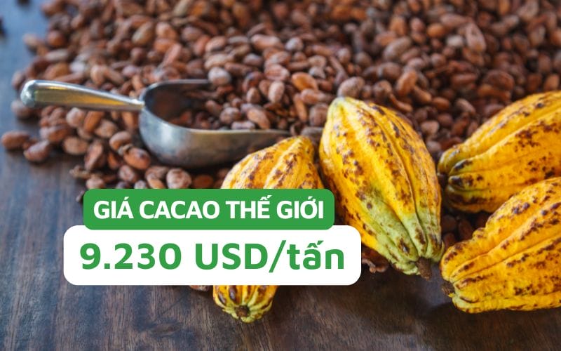 Giá cacao thế giới ghi nhận mức tăng 425 USD/tấn, đạt 9.230 USD/tấn