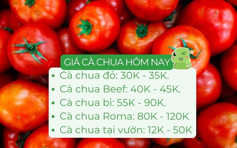Giá cà chua trên thị trường dao động từ 30.000 - 120.000 đồng/kg