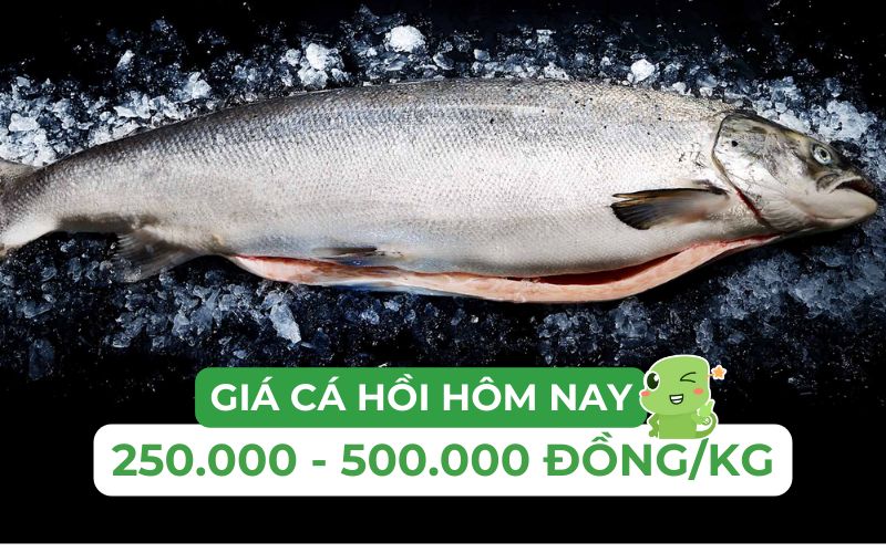 Giá cá hồi dao động từ 250.000 đến 500.000 đồng/kg