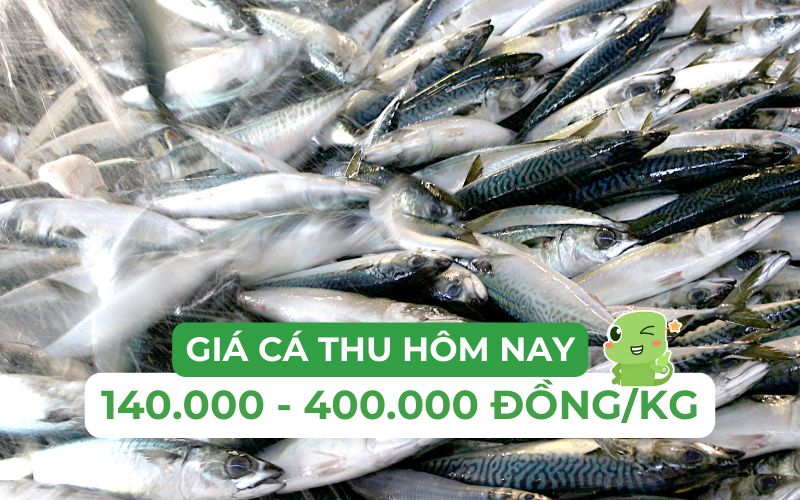 Giá cá thu dao động dao động từ 140.000 đến 400.000 đồng/kg tuỳ từng loại cá
