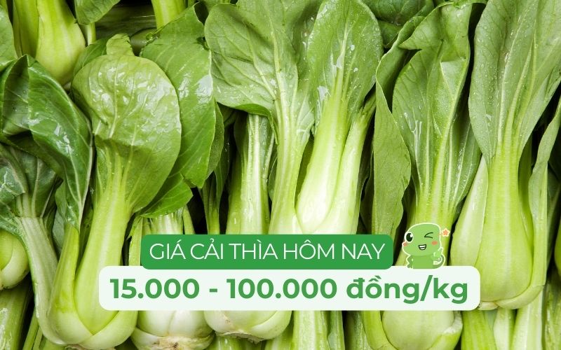 Giá cải thìa hiện nay dao động từ 15.000 - 100.000 đồng/kg tùy loại và chất lượng