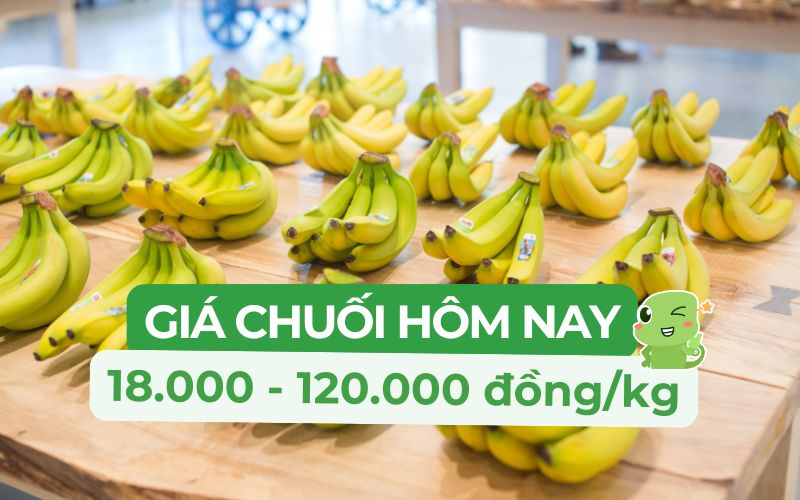 Giá chuối hôm nay có sự chênh lệch khá lớn giữa các loại, dao động từ 18.000 - 120.000 đồng/kg