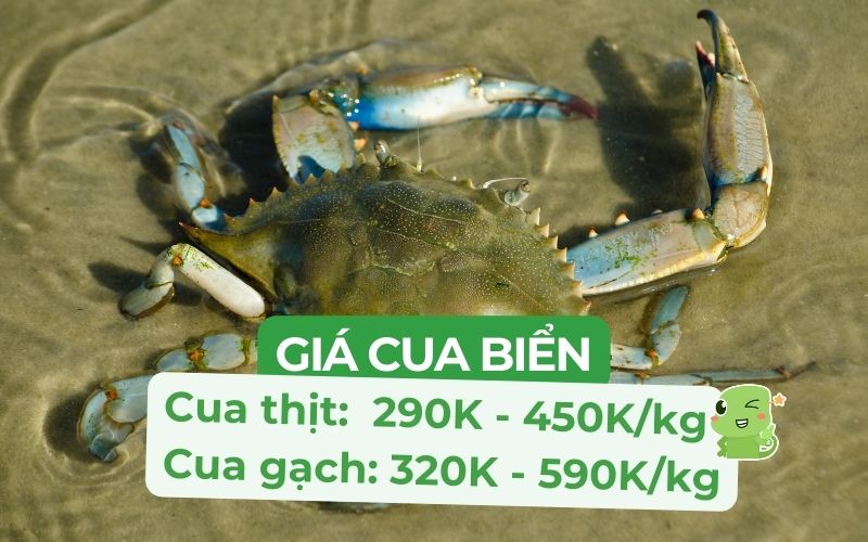 Giá cua biển dao động tùy thuộc vào loại cua, trọng lượng và xuất xứ