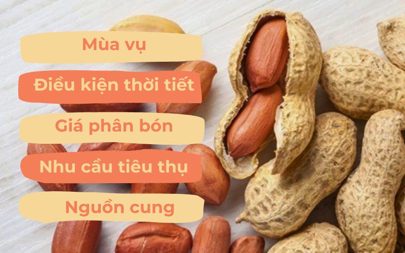 Giá đậu phộng bị ảnh hưởng bởi nhiều yếu tố