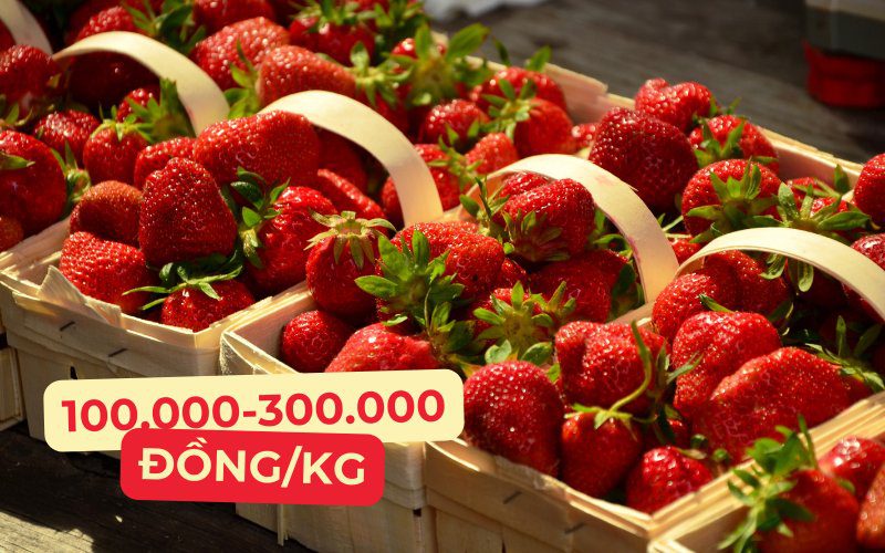 Giá dâu tây hôm nay dao động từ 100.000 đến 300.000 đồng/kg
