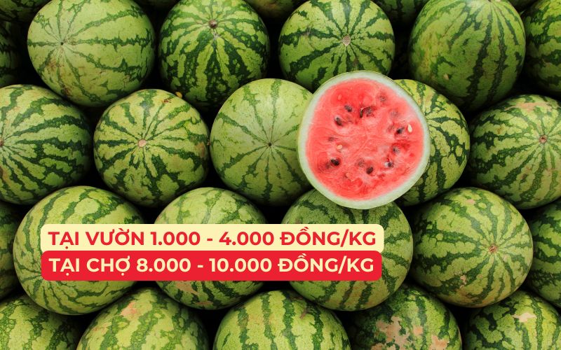 Giá dưa hấu dao động từ 1.000 đến 10.000 đồng/kg