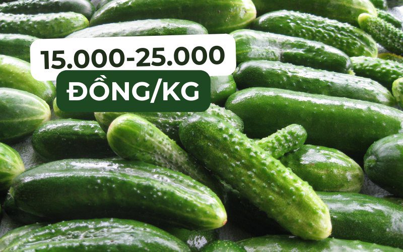 Giá dưa leo vào khoảng 15.000-25.000 đồng/kg
