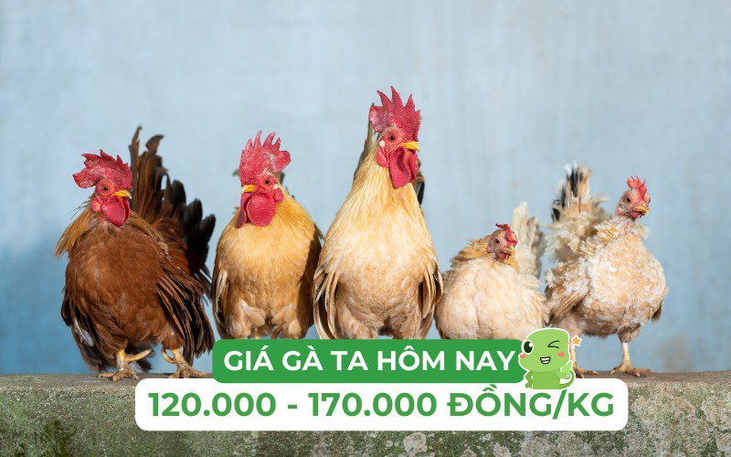 Giá gà ta hôm nay dao động từ 120.000 đến 170.000 đồng/kg
