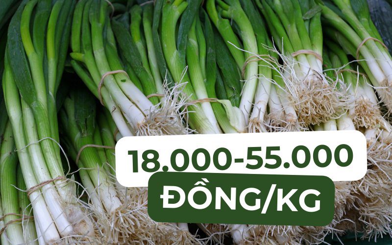 Giá hành lá hôm nay dao động từ 18.000 đến 55.000 đồng/kg
