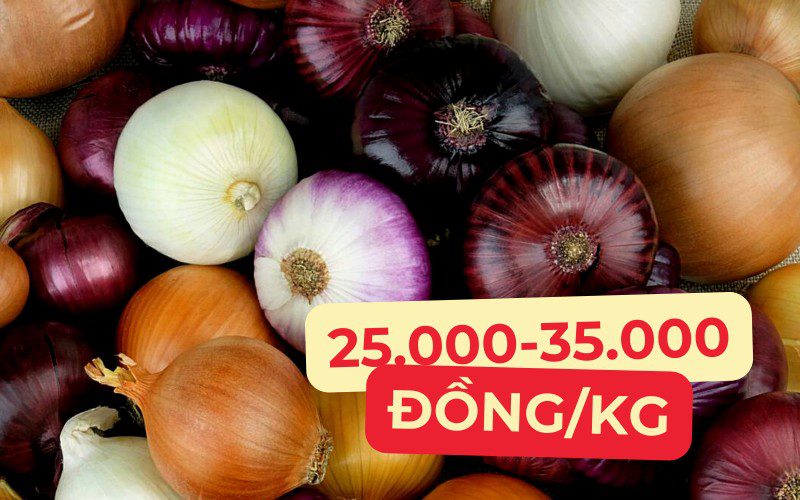 Giá hành tây dao động từ 25.000 đến 65.000 đồng/kg
