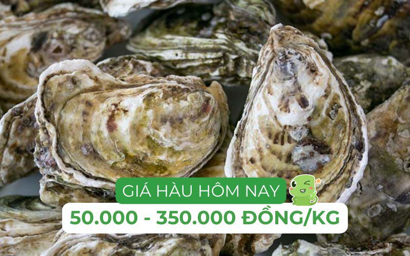 Giá hàu biển sống có thể dao động từ 50.000 đến 350.000 đồng/kg