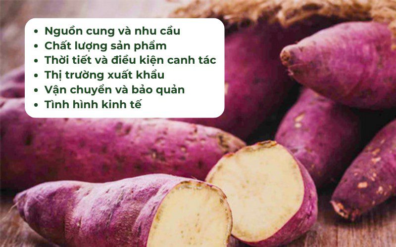 Giá khoai lang bị ảnh hưởng bởi nhiều yếu tố 