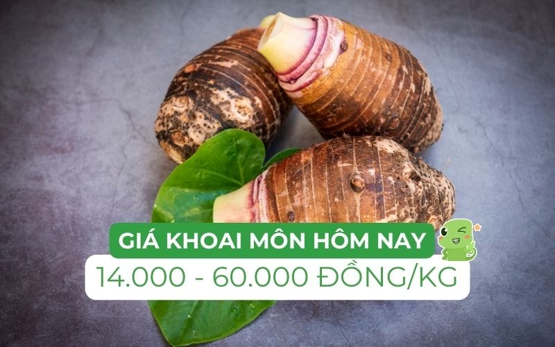 Giá khoai môn dao động từ 14.000 đến 60.000 đồng/kg, tùy thuộc vào giống và nguồn cung