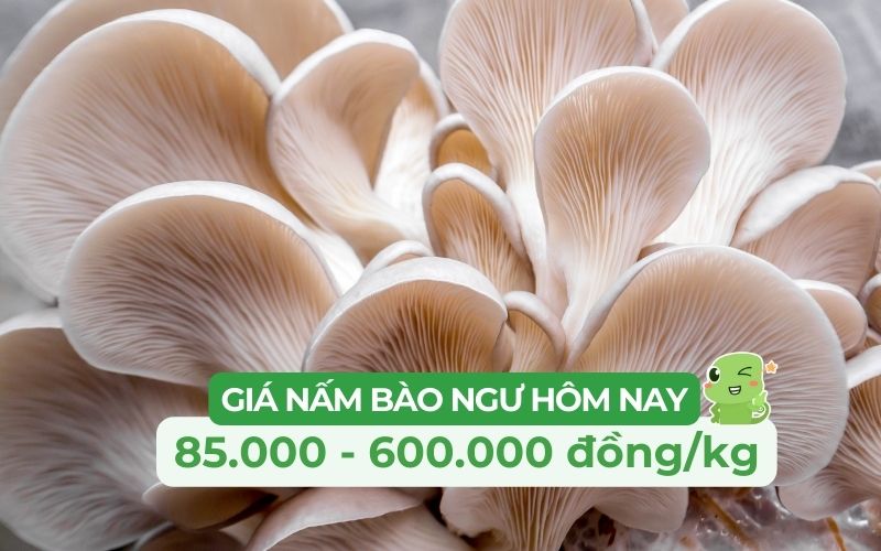 Giá nấm bào ngư dao động từ 85.000 đến 600.000 đồng/kg, tùy loại và trạng thái (tươi/khô)