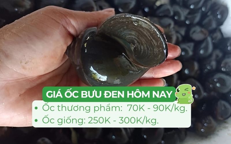 Giá bán ốc bưu đen thương phẩm (bao gồm vỏ) từ 70.000 - 100.000 đồng/kg