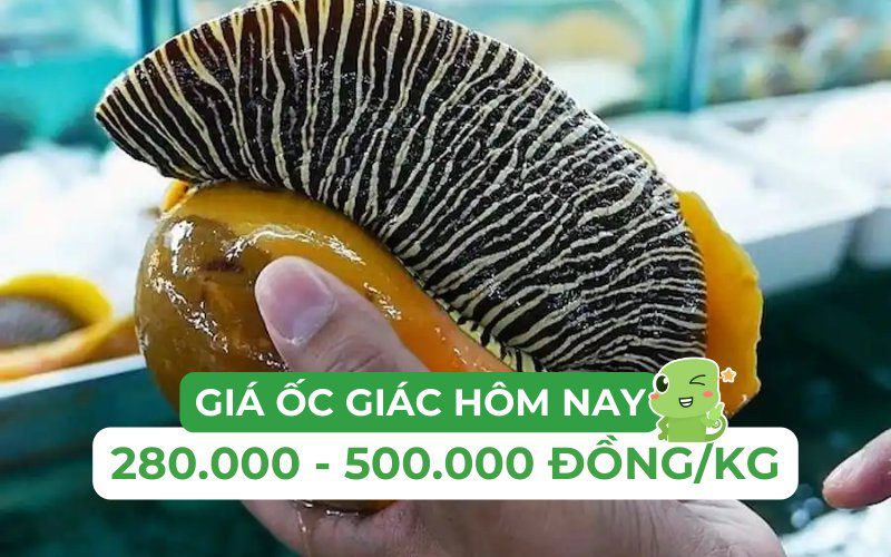 Giá ốc giác dao động từ 280.000 đến 500.000 đồng/kg