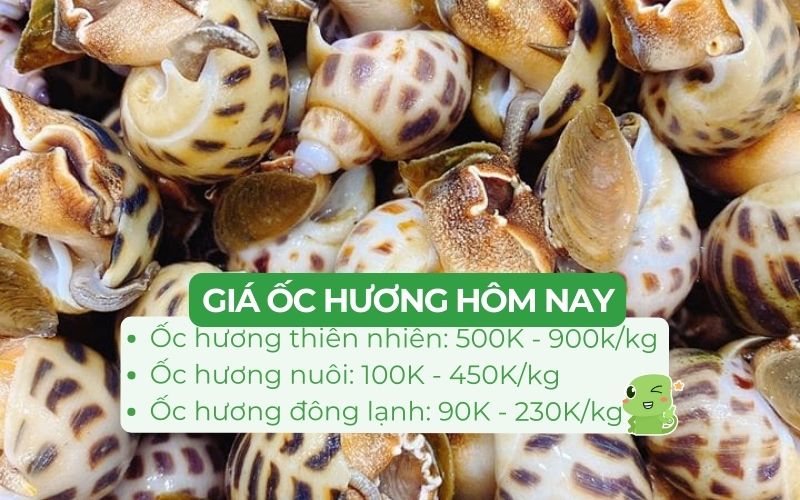 Giá ốc hương thiên nhiên, ốc hương nuôi và ốc hương đông lạnh trên thị trường