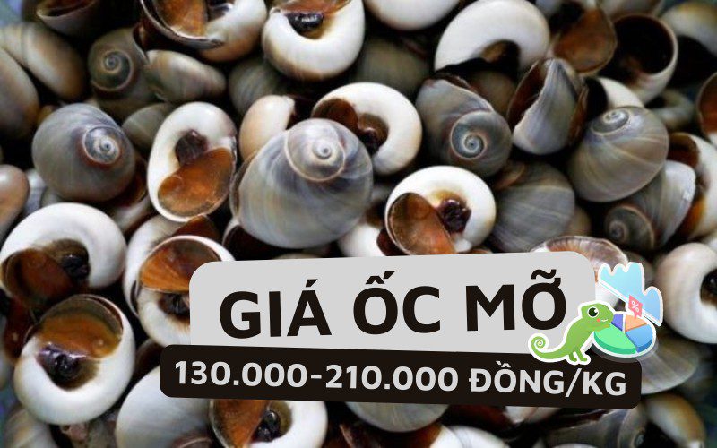 Giá ốc mỡ trên thị trường từ 130.000 đến 210.000 đồng/kg