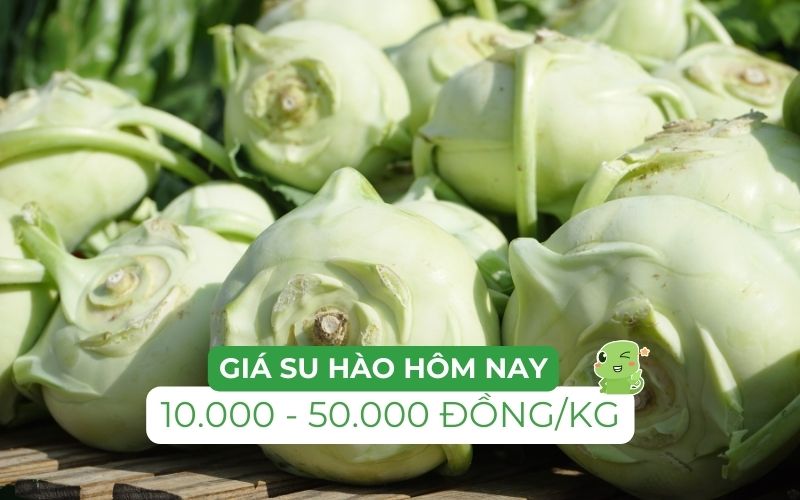 Giá su hào dao động từ 10.000 - 50.000 đồng/kg, tùy thuộc địa điểm bán