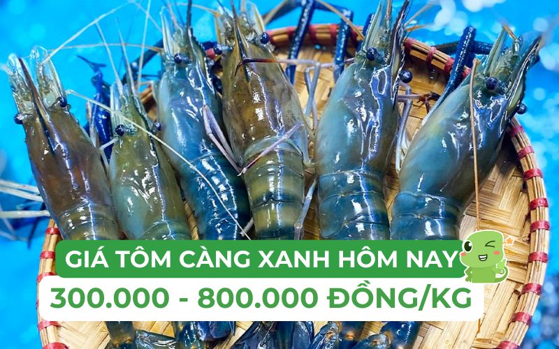 Giá tôm càng xanh đang dao động trong khoảng từ 300.000 đến 800.000 đồng/kg
