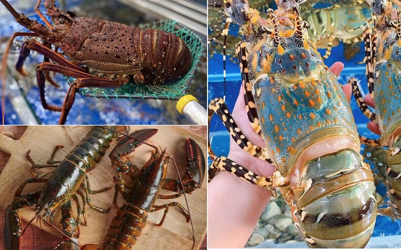 Giá tôm hùm dao động vào khoảng 800.000 - 1.500.000 đồng/kg tùy loại
