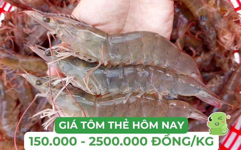 Cập nhật giá tôm thẻ hôm nay – Tham khảo để lựa chọn phù hợp
