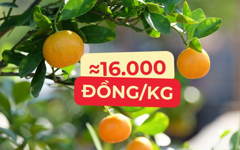 Giá tắc hôm nay tại chợ vào khoảng 16.000 đồng/kg